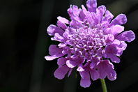 Scabiosa columbaria